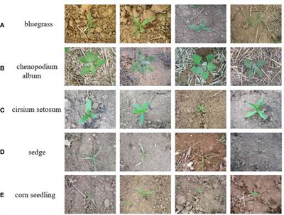 A new model based on improved VGG16 for corn weed identification
